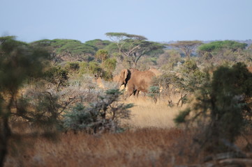 elephant dans la savane