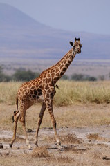Obraz na płótnie Canvas girafe