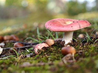 ドクベニタケのアップ