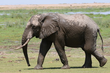 Obraz premium elephant