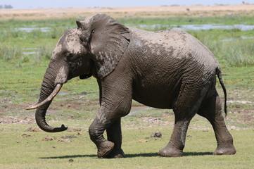 elephant
