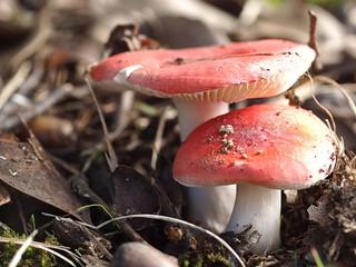 ドクベニタケのアップ