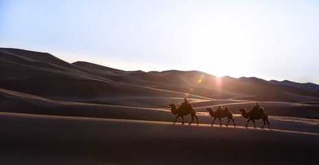 Nomadic married couple crossing huge sand dunes with their bactrian camel caravan at sunrise. Gobi...
