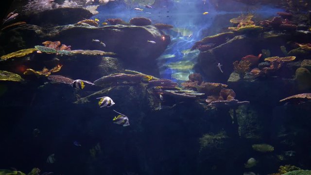 Beautiful fish in the aquarium on decoration  of aquatic plants background.