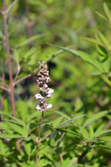 Pink pinnacle vitex flower