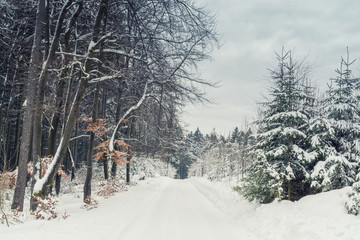 Verschneiter Winterwald mit Waldweg 