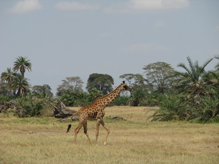 girafe