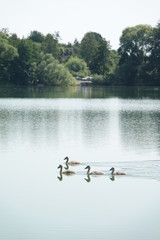 Sommer am See