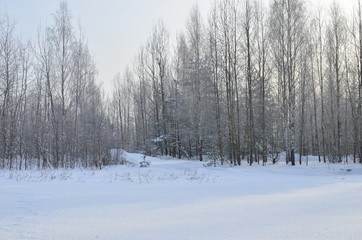 Fototapeta premium Awesome winter landscape. A snow-covered path among the trees in the wild forest. Winter forest. Forest in the snow.