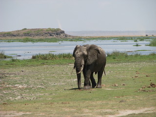 elephant