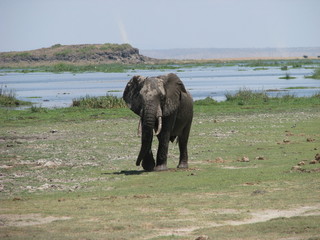 elephant