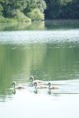 Sommer am See