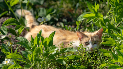 Naklejka na ściany i meble a cat hiding in the high green grass, looking into the face of the photographer on a sunny day