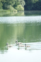 Sommer am See