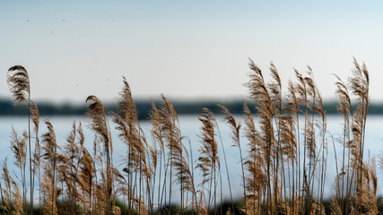 seagrass next to the Danube river