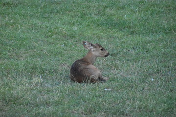 Beauval