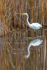 Great Egret