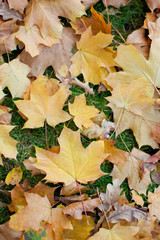 yellow autumn maple leaves on green grass