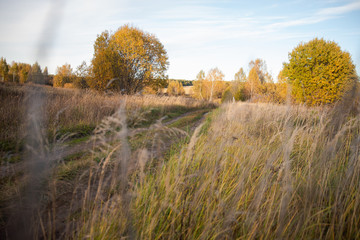 Fototapeta premium autumn landscape with road and trees