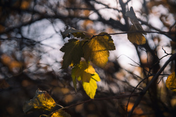 Colored autumn leaves on trees in a park on a sunny day