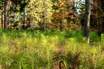 Equisetum telmateia or great horsetail overgrowing a glade in the dense forest of the Salzkammergut region in the Austrian alps