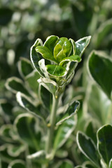 green plant in the garden