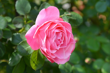 pink Leonardo da Vinci Rose in garden