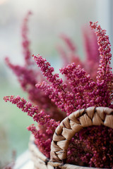 Purple heather in the wicker basket