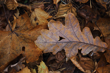Yellow dry autumn maple and oak leaves carpet background