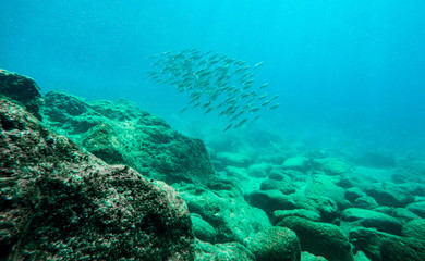 Underwater view of a school of fish swimming in the Mediterranean Sea.