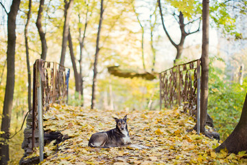 black dog in autumn park