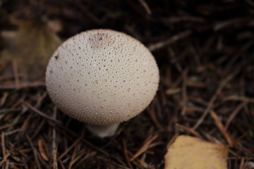 Rain white mushroom on ground with pine needles and dry leaves