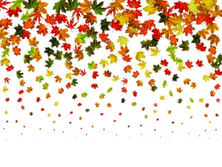 Fall season. Autumn leaves falling pattern isolated on white. Thanksgiving concept