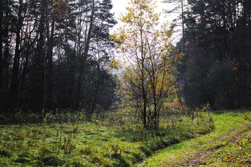 Autumn forest landscape with yellow leaves and green grass