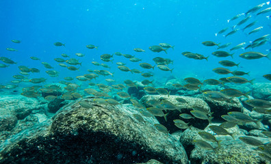 Fototapeta na wymiar Underwater view of a school of fish swimming in the Mediterranean Sea.