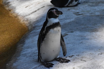 Fototapeta premium Beauval