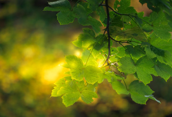 Fototapeta na wymiar green maple leaves