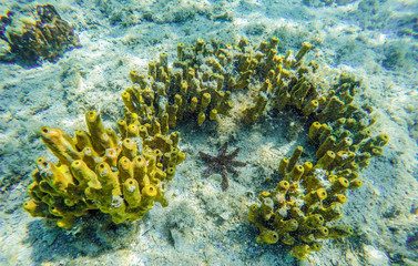 Naklejka na ściany i meble Yellow mediterranean sponge Aplysina aerophoba, underwater.