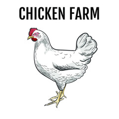 Fototapeta na wymiar chicken vector illustration, hen cartoon style 