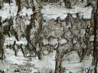 Birch bark closeup