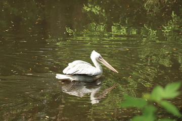  white Pelican swimming