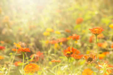 Beautiful garden flowers On vacation The sun is gentle in the morning. It is a beautiful background image.