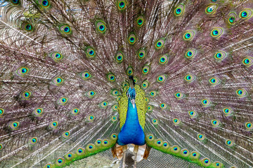 Peacock Fanning and Closing It's Tail at Farm 