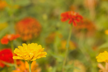  Beautiful garden flowers On vacation The sun is gentle in the morning. It is a beautiful background image.