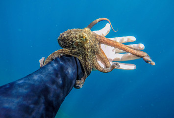 Octopus and Freediver.