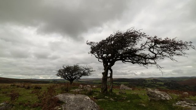 Time lapse of clouds passing over trees in windswept Dartmoor landscape 