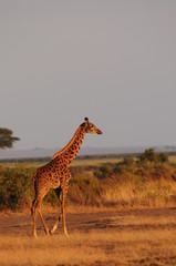 girafe