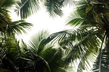 .Coconut tree leaves beautiful green.