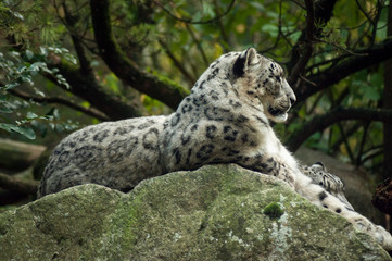 portrait of white panthers lying on the rock