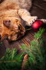 Christmas card close-up with cat, fir tree with cones and gifts.